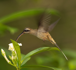 longbilled hermit